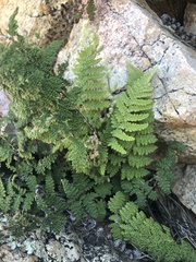 Myriopteris covillei