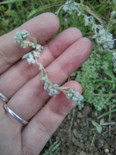 iNaturalist observation photo of Q-tips
