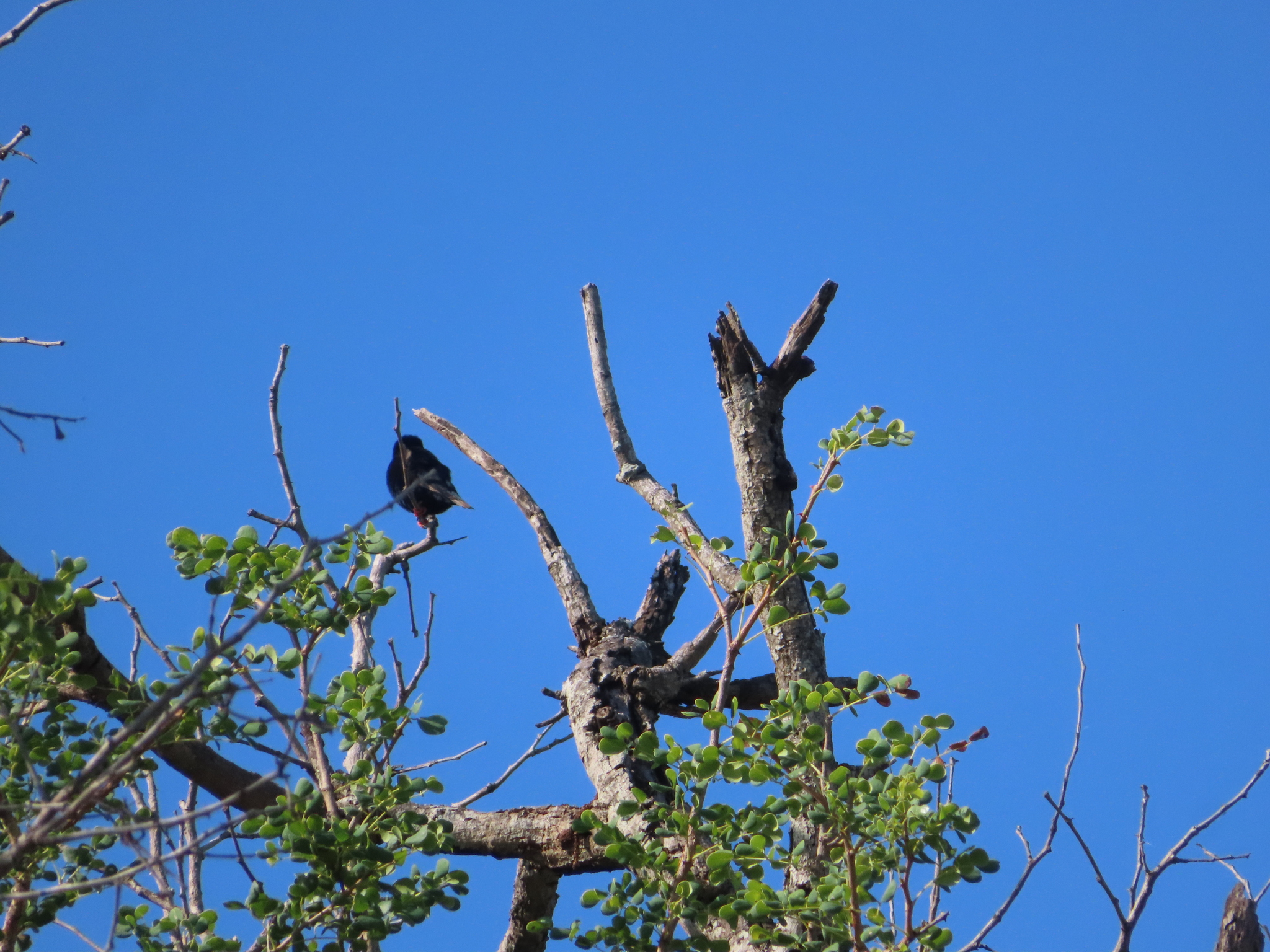 Village Indigobird (Vidua chalybeata), photo 5