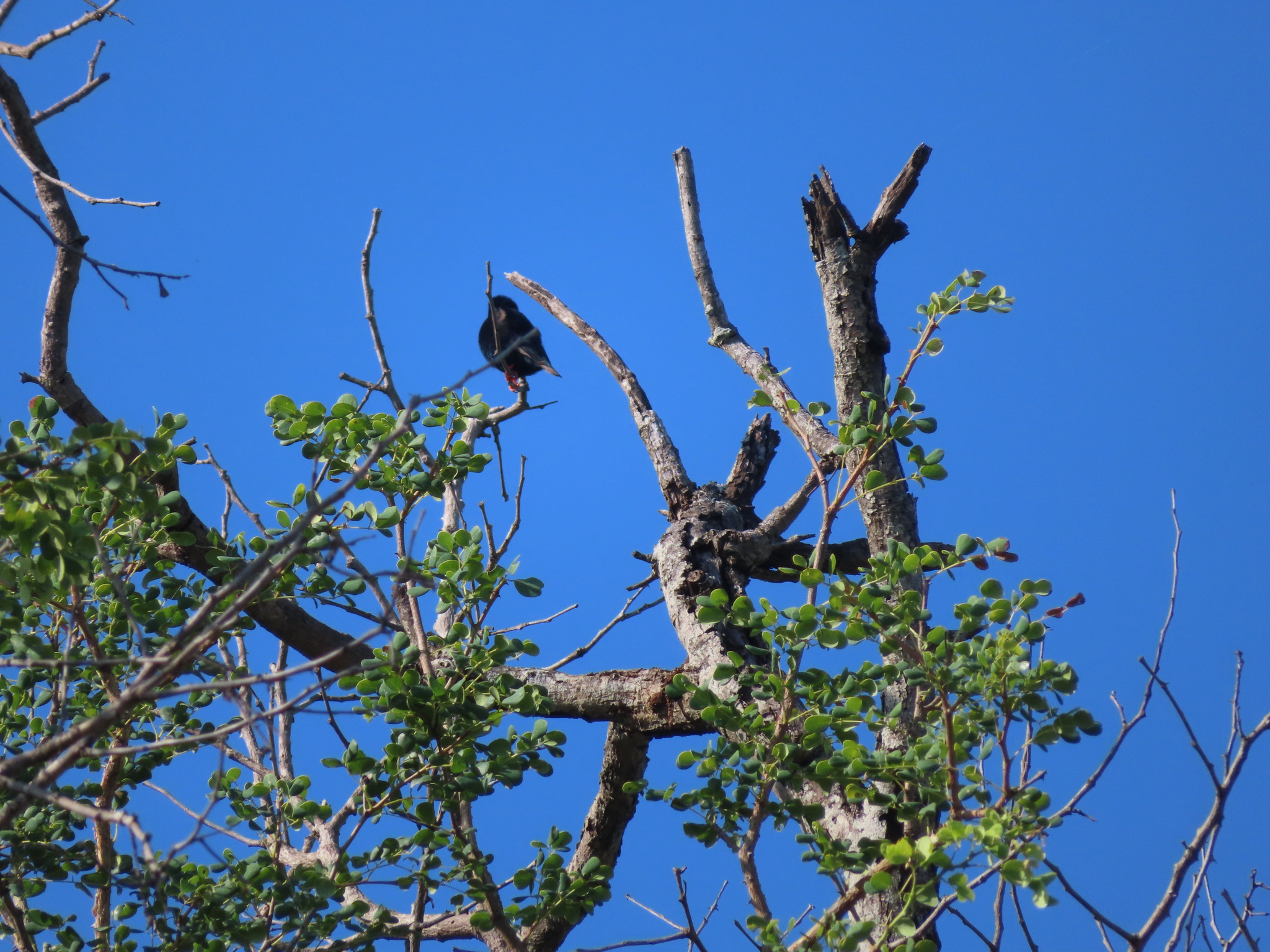 Village Indigobird (Vidua chalybeata), photo 4