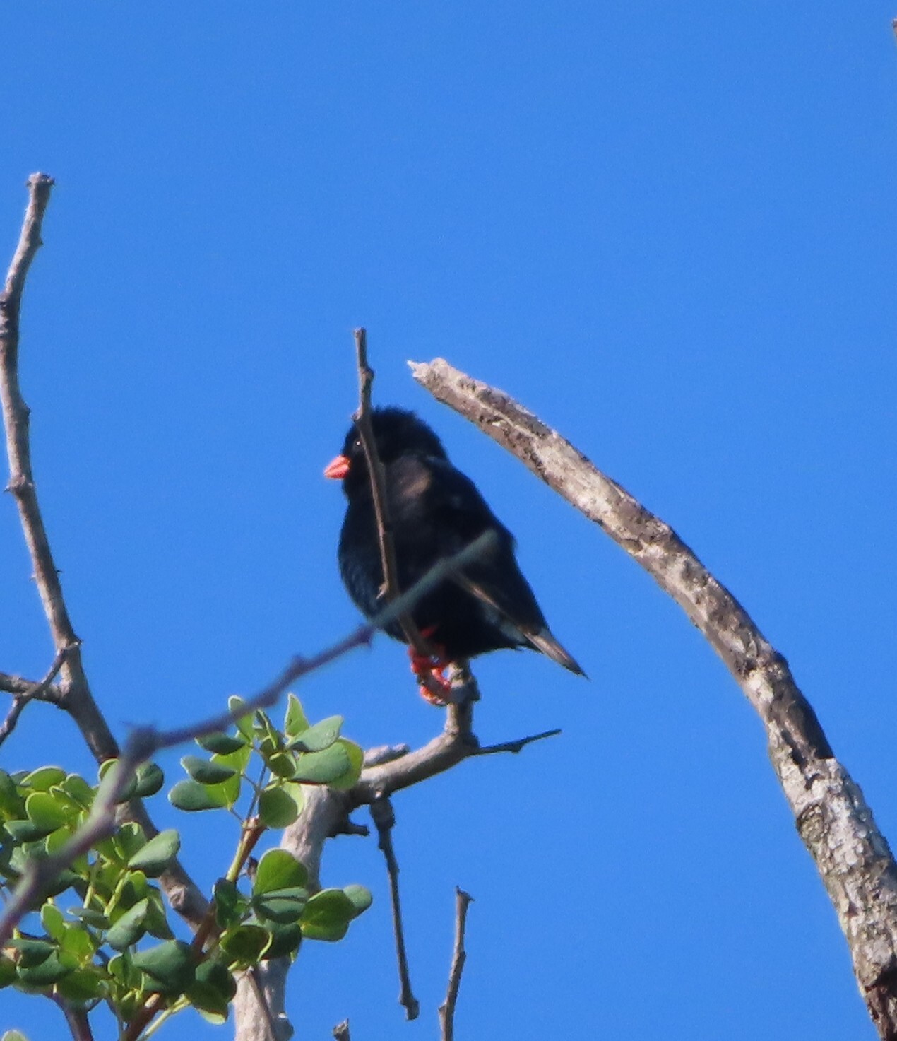 Village Indigobird (Vidua chalybeata), photo 3