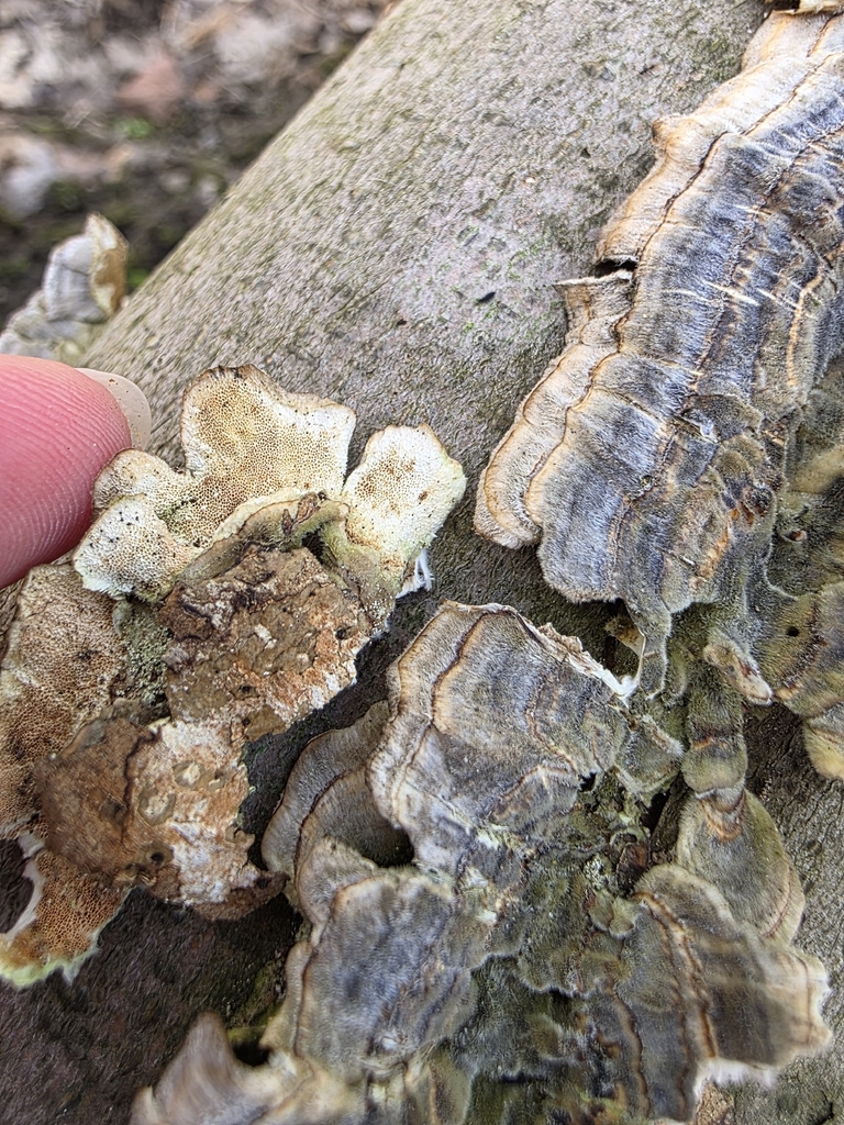 Trametes versicolor · April 2026 · photo: © kristinpiston (iNaturalist, cc0)