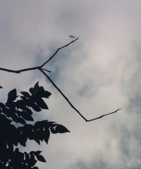 Rhyothemis variegata