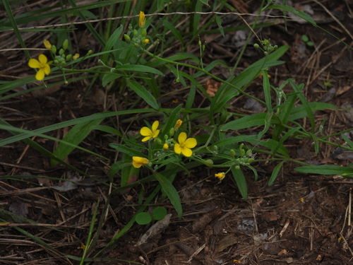 Physaria gordonii, photograph 5