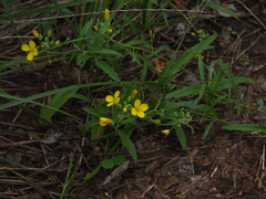 Physaria gordonii, photograph author not stated, no rights reserved