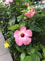 Hibiscus