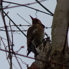 Colaptes auratus auratus