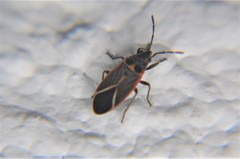 Melacoryphus admirabilis