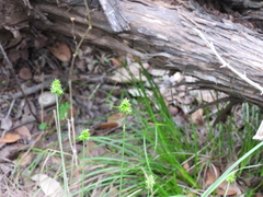 Carex planostachys, photograph author not stated, no rights reserved
