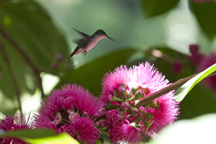 Orthorhyncus cristatus emigrans