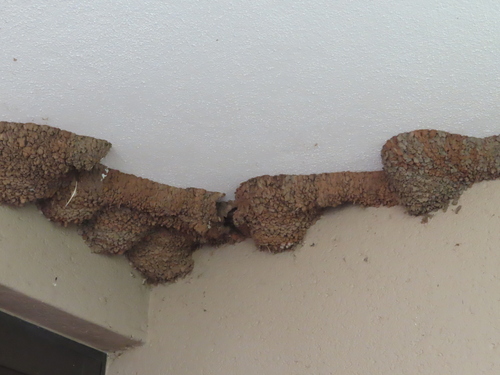 Greater Striped Swallow (Cecropis cucullata), photo 3