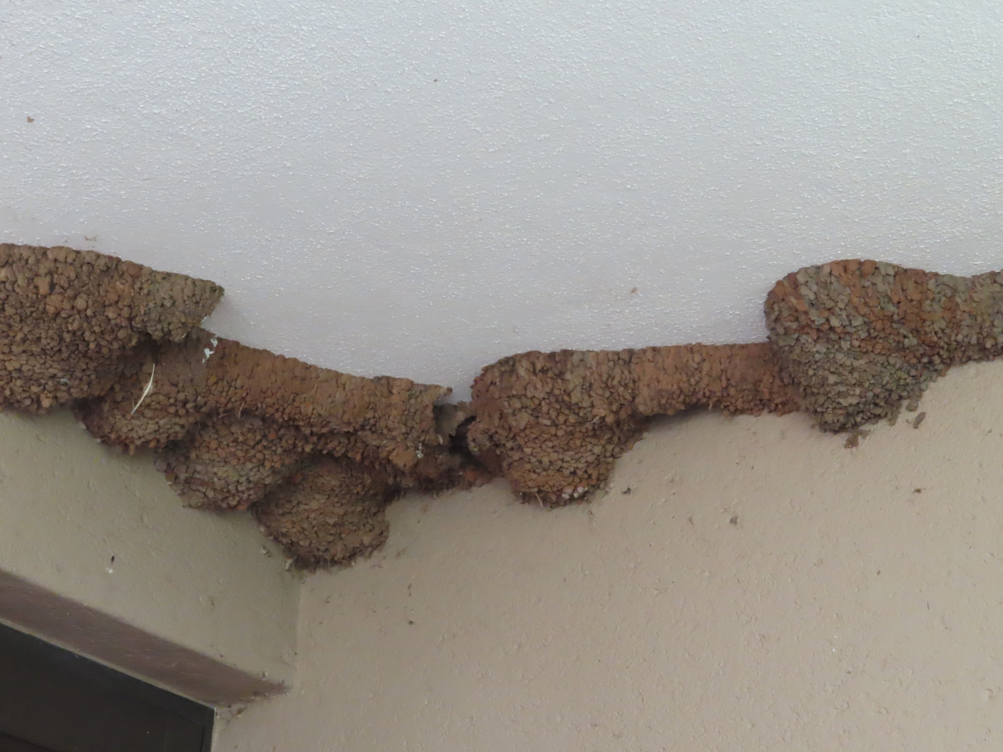 Greater Striped Swallow (Cecropis cucullata), photo 3