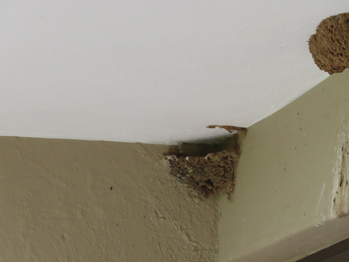 Greater Striped Swallow (Cecropis cucullata), photo 2