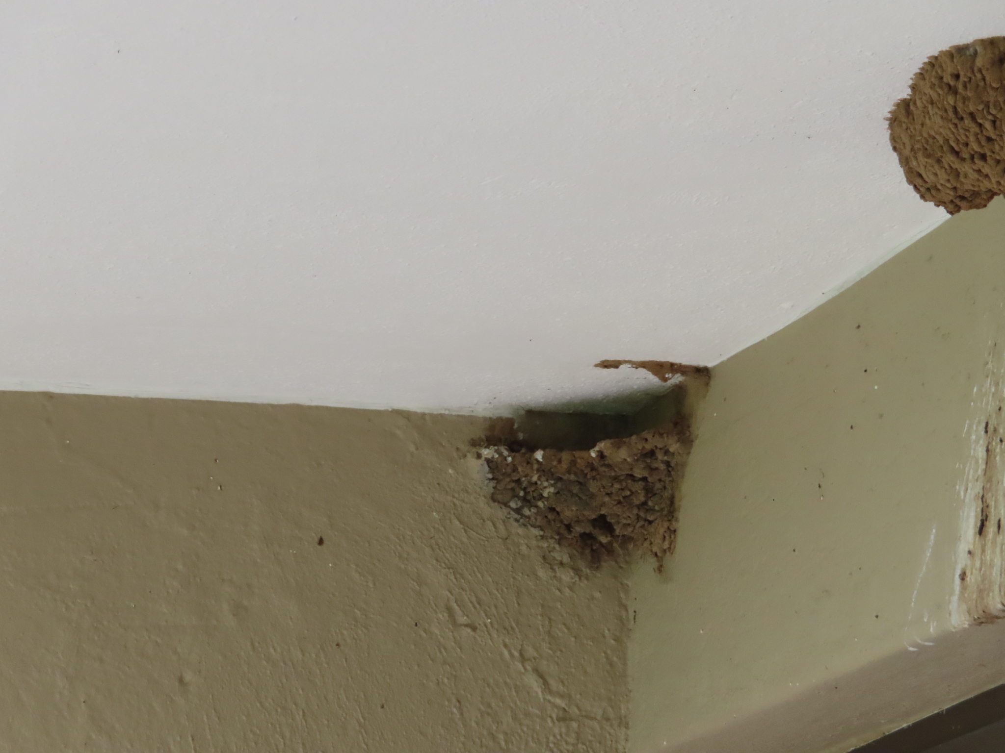 Greater Striped Swallow (Cecropis cucullata), photo 2