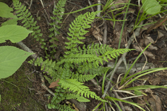 Asplenium incisum