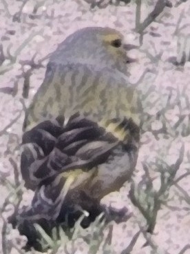 Citril Finch (Carduelis citrinella), photo 2