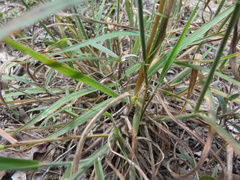 Digitaria breviglumis