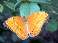 Cirrochroa aoris aoris