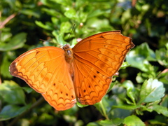 Cirrochroa aoris aoris