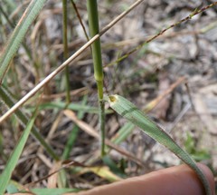 Digitaria breviglumis