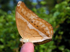 Cirrochroa aoris aoris