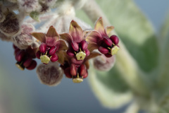 Asclepias californica californica