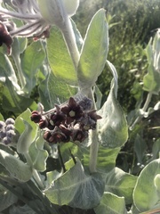Asclepias californica californica