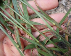 Digitaria breviglumis
