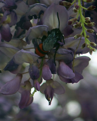 Pygodasis ephippium ephippium