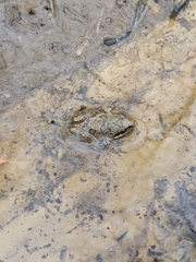 Pseudacris brachyphona