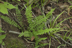 Asplenium incisum