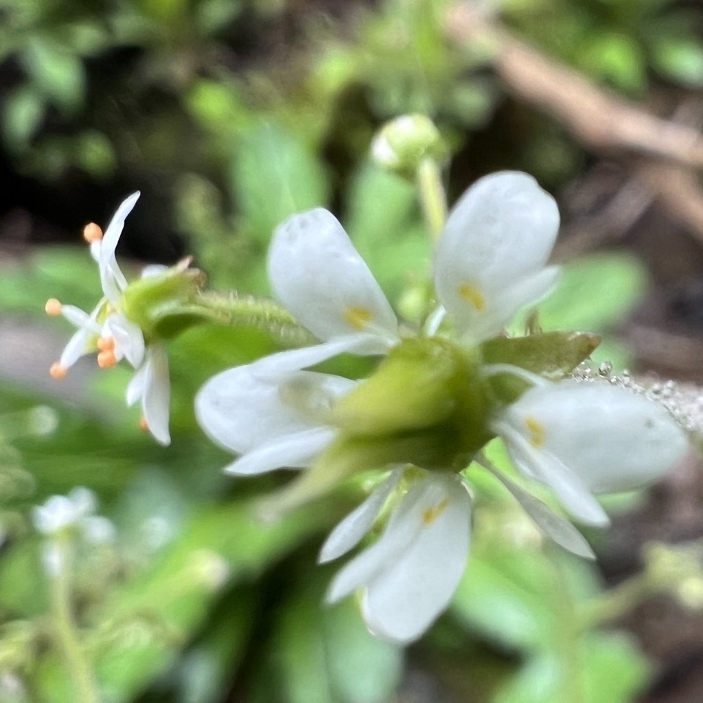 Micranthes micranthidifolia; photograph (c) Anne Parker, some rights reserved (CC BY)