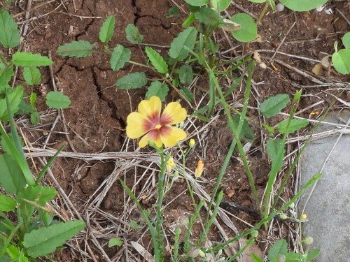 Texas flax (Linum hudsonioides)