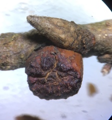 Disholcaspis eldoradensis