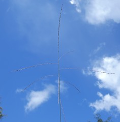 Digitaria breviglumis