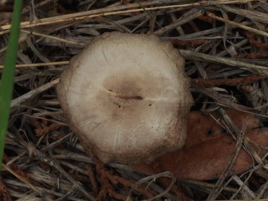 Lentinus arcularius · April 2026 · photo: © karenkwilson (iNaturalist, cc0)