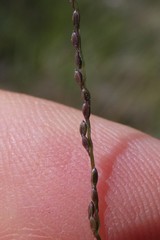 Digitaria breviglumis