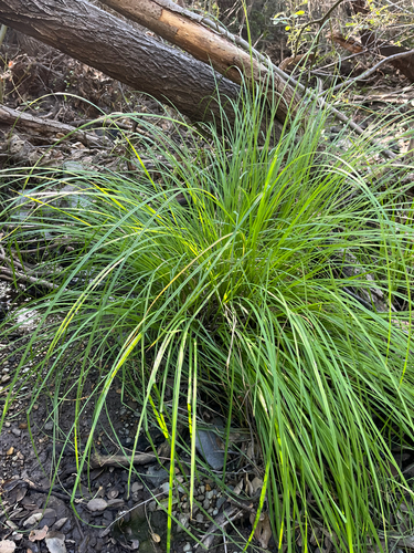Carex nudata, photograph 3
