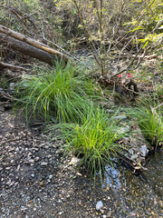 Carex nudata, photograph author not stated, no rights reserved