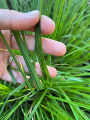 Carex nudata, photograph author not stated, no rights reserved