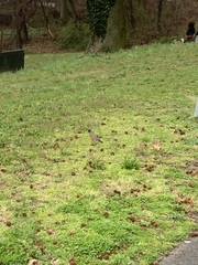 Turdus migratorius