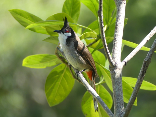 Red-whiskered Bulbul, Westwood, Los Angeles, CA, USA, photo 9 of 10