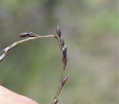 Digitaria breviglumis