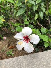 Hibiscus