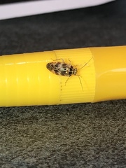 Tropidosteptes quercicola