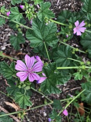 Malva sylvestris