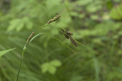 Carex gmelinii