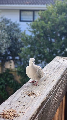 African Collared Dove (Streptopelia roseogrisea), photo 9