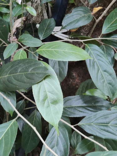 Hydnocarpus observed 2026-04-25