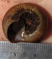 Poteria